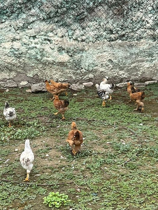 Продается 2-х месячные цыплята