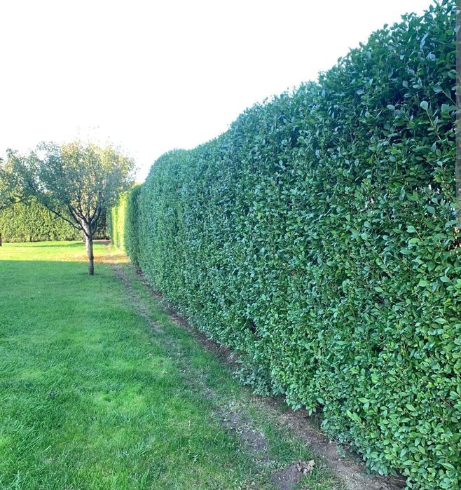 Ligustrum gard viu