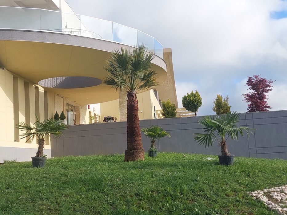 Palmieri artari japonezi plante exotice