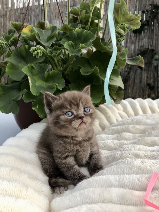 Pui pisica British Shorthair Chocolate
