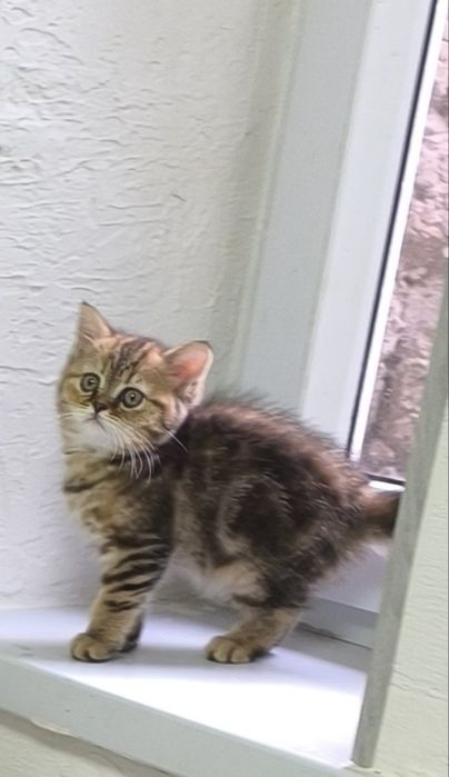 Котята Британская короткошерстная