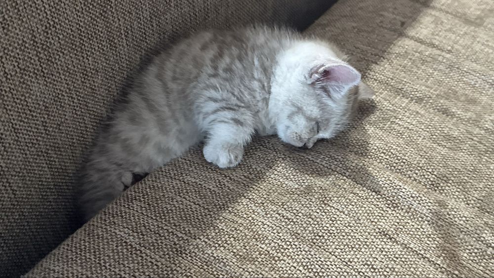 Шотландская котёнок