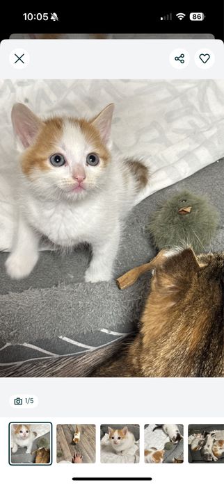 Отдам котят в добрые руки!