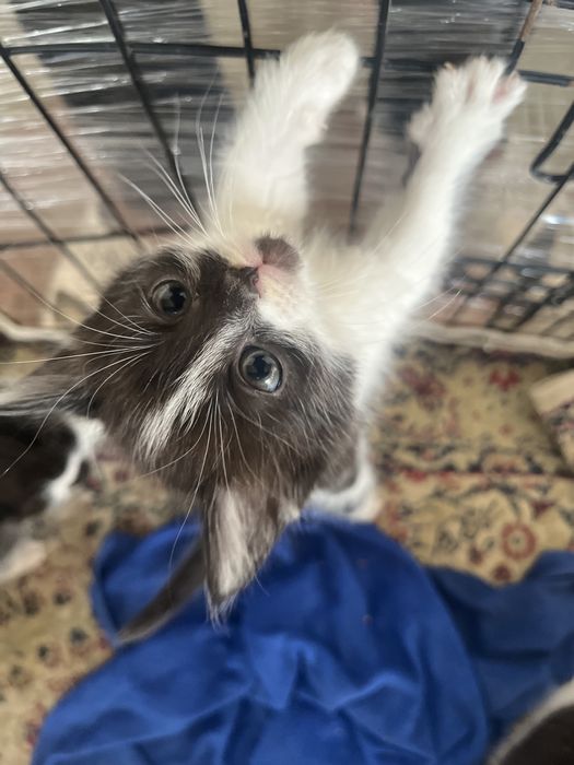 Котята бесплатно