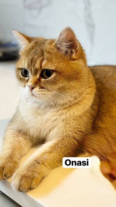 Британский Шиншилла