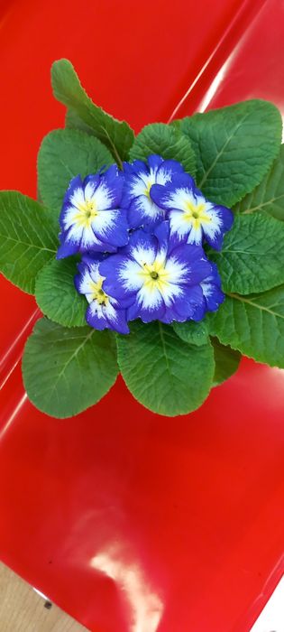 Иглика -многогодишна