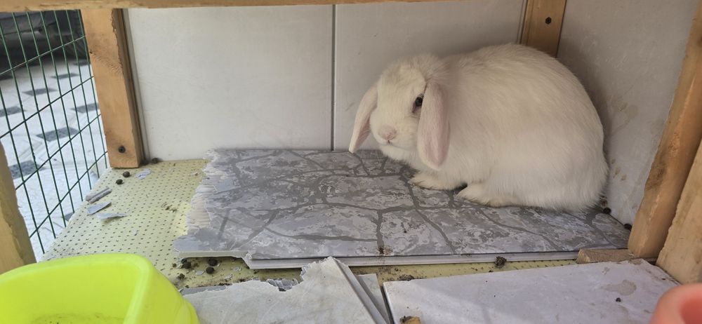 Assalomu aleykum. Quyon karlik sotiladi. 250000 dan