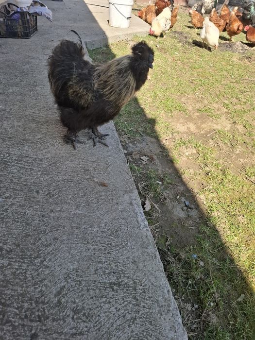 Cocoși de rasa Austrolorp