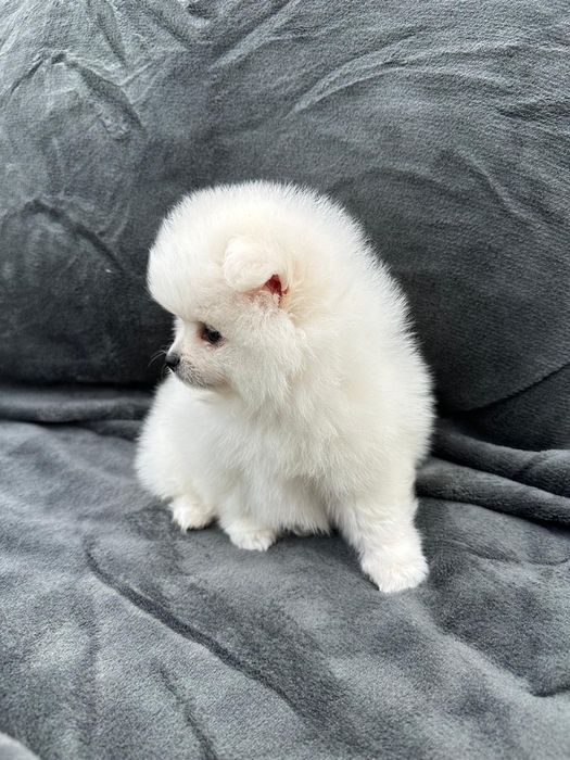 Pomeranian mini spitz