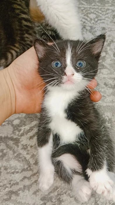 zuq pishakcha aqilli