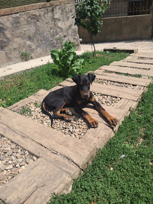 Vând cățel Doberman de 4 luni din părinți cu pedigree