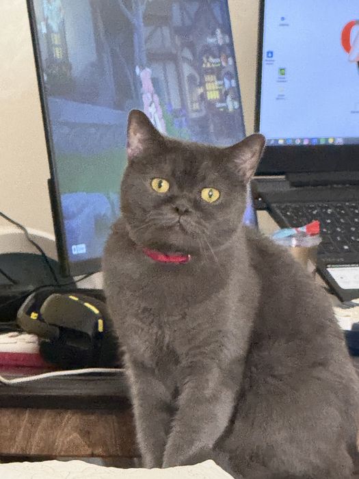 Котёнок, помесь британца — ищет любящий дом