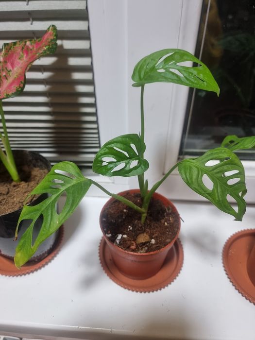 Монстeра Mashka тарелкаси билан Arzon narxda Хона гуллари Комнатных цв