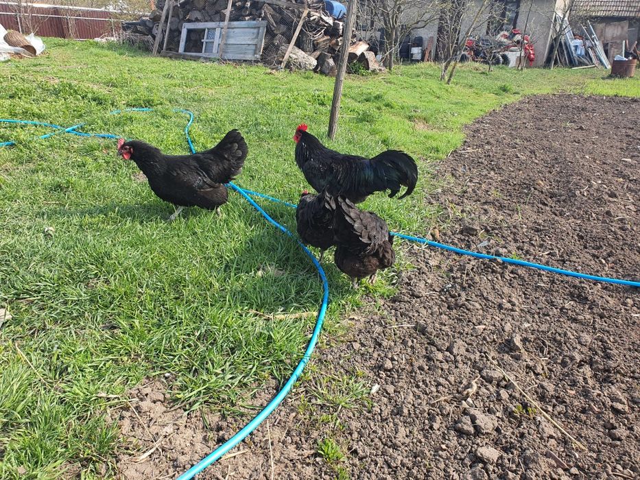 Famile găini austrolorp