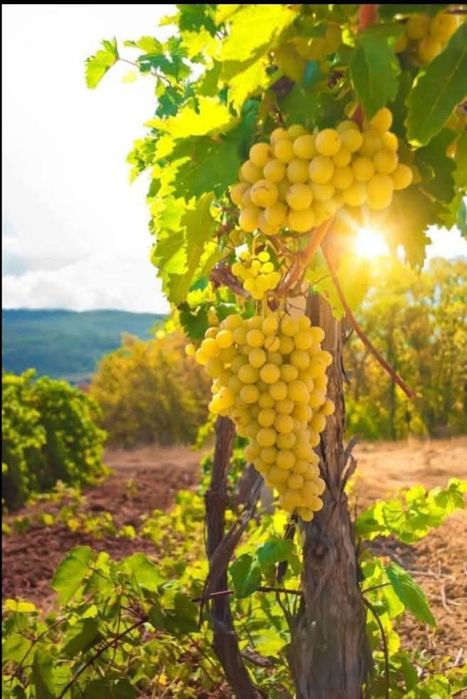 Struguri de vin toate soiurile feteasca regala galbena de Odobești ris