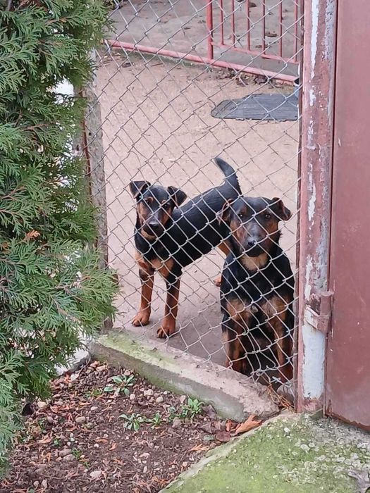 Немски ловен териер - чистокръвно