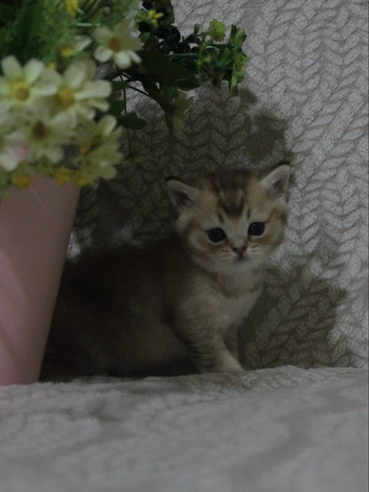 Кошечка шотландская