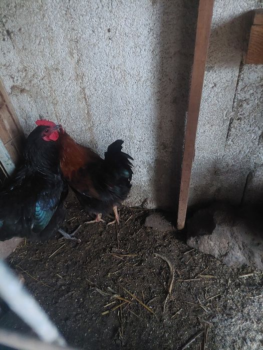 Cocosi tineri foarte frumosi