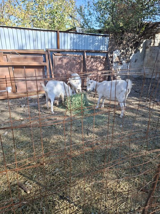 Козел Орыс Ешкі бар