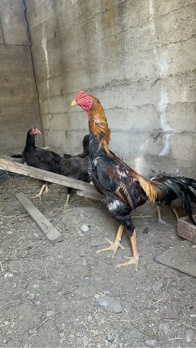 дакан жұмыртқасы