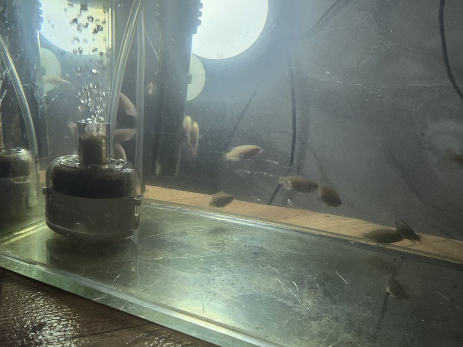 Рыбки аквариумные