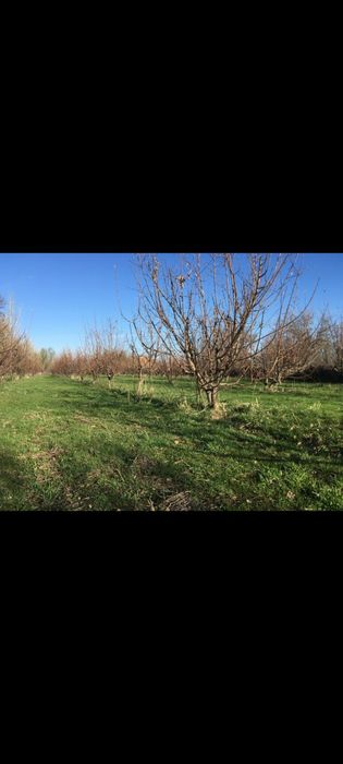 Продаётся дом, яблоневый сад, фазенда!!