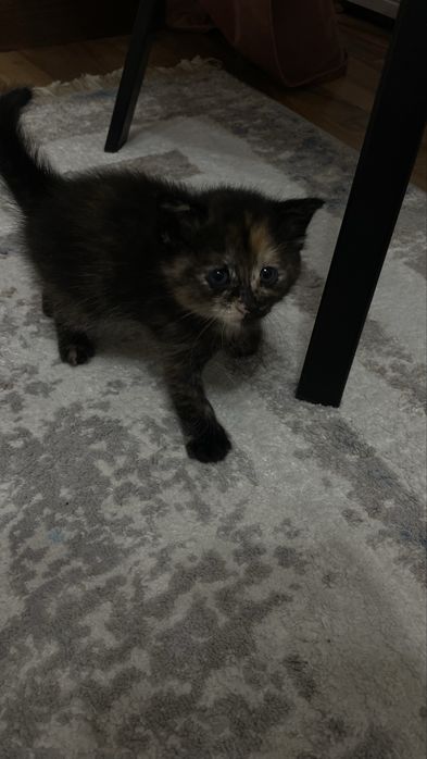 Отдам котят (девочки)