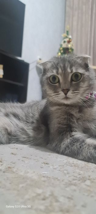 Вязка кошечки шотладской