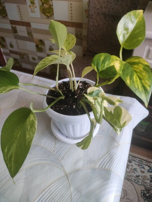 Эпипремнум микс продам