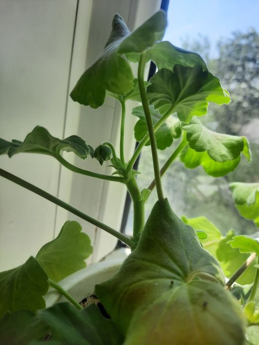 Герань  Комнатные растения