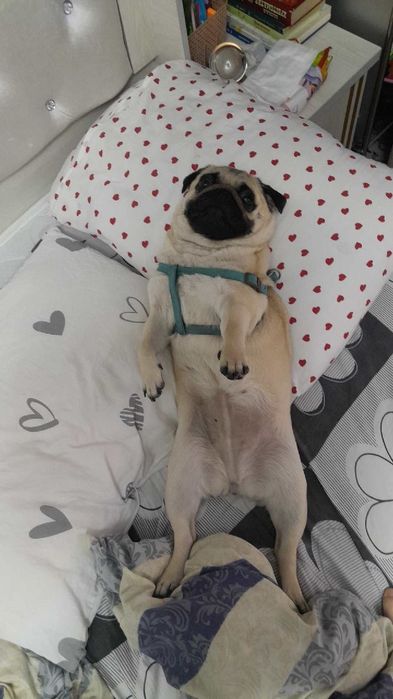 Продаётся собака девочка 2года мопм