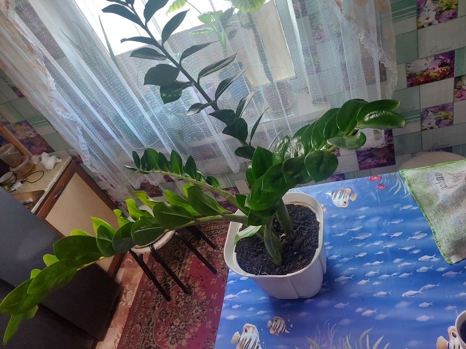 Комнатные растения