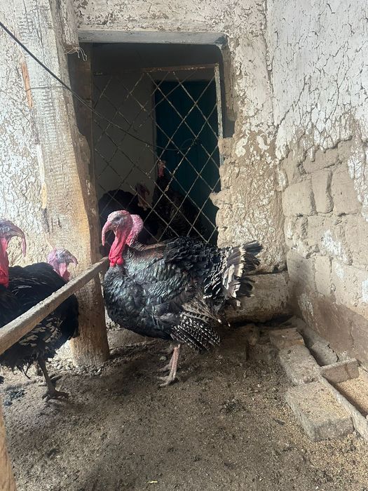 Продам индюк домашние