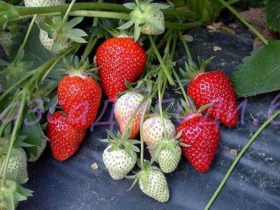 Продавам качествен Разсад ягоди