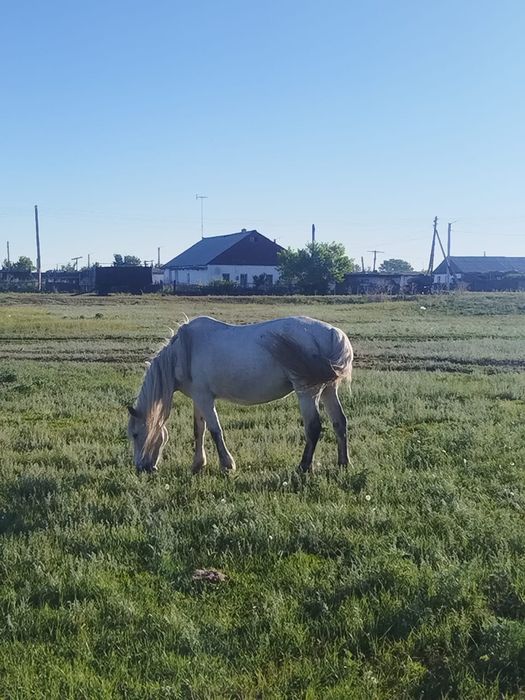 Продам кобылу дойную