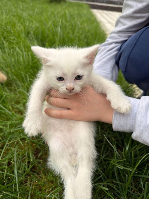 Отдам в добрые руки