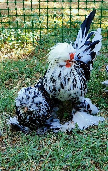 Султанка Тек балапандары 3-ай