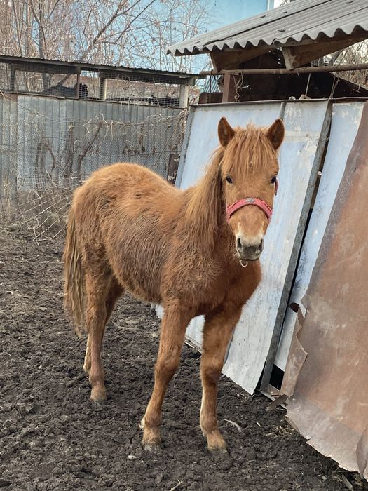 Продам Лошадь кобылку