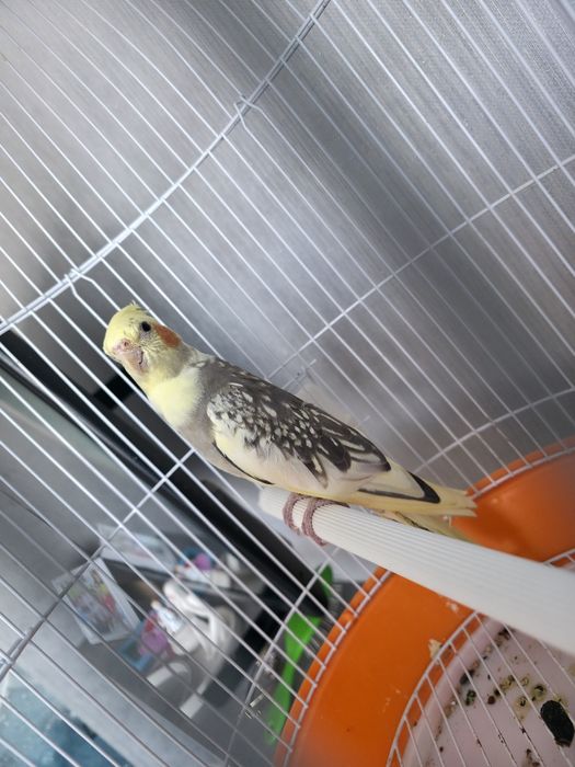 Продам самку кореллу