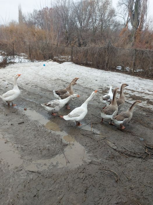Гуси добрый домашний