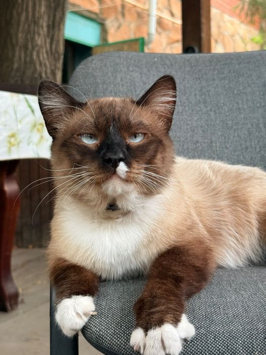Сиамский кот мальчик