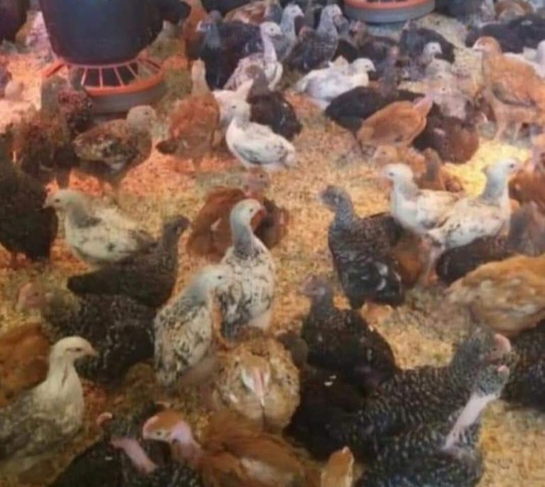 De vanzare puikute rasa mixta si pui