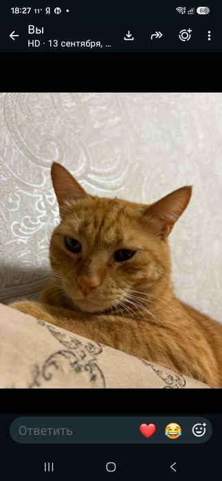 Срочно! Пристраивается котик