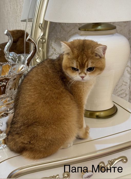 Котята британская шилшилла