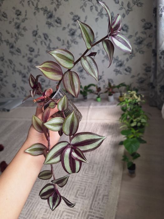 Пеперомия, аптения,традесканция,