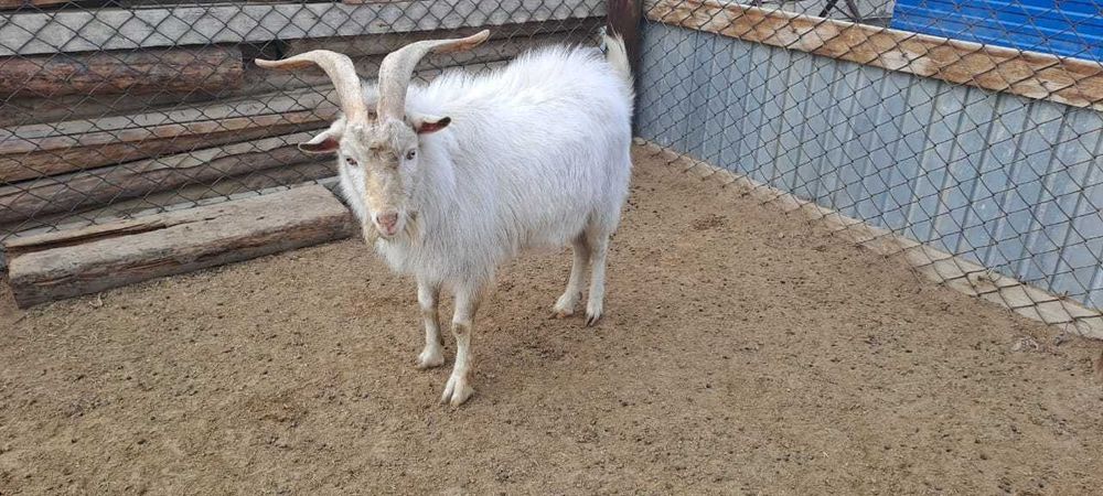 Занен тебе сатылады