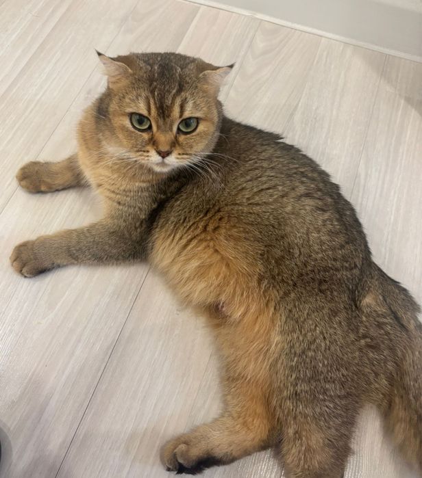 чистокровная шиншилла