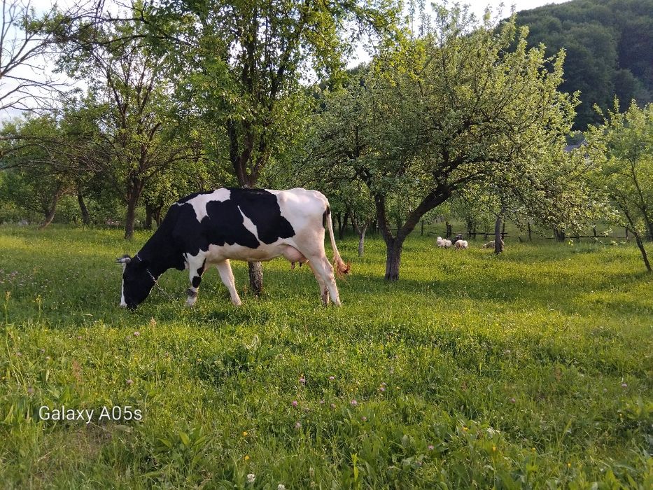 Mieluțe de vânzare.