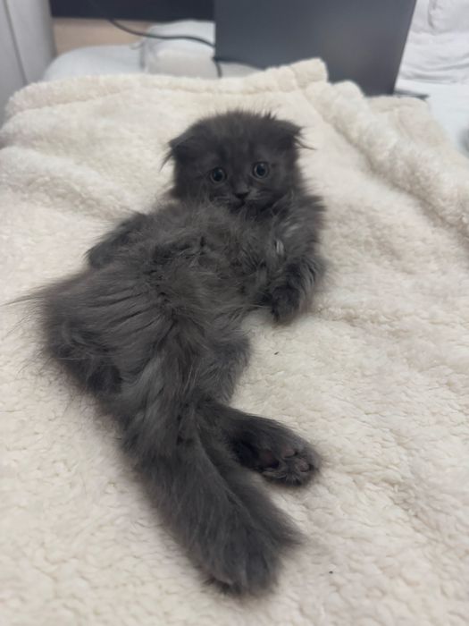 Отдам котенка в добрые руки