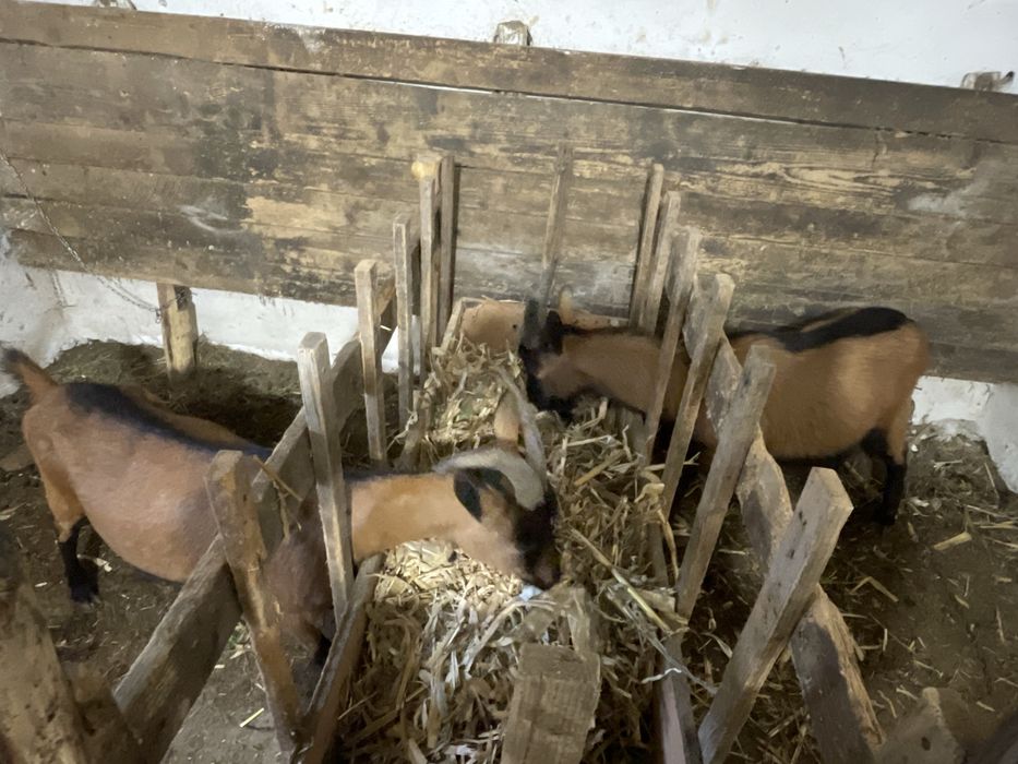 Vand Țap Alpin Francez sau Schimb cu Oaie tanară sau cu Capra Alpina